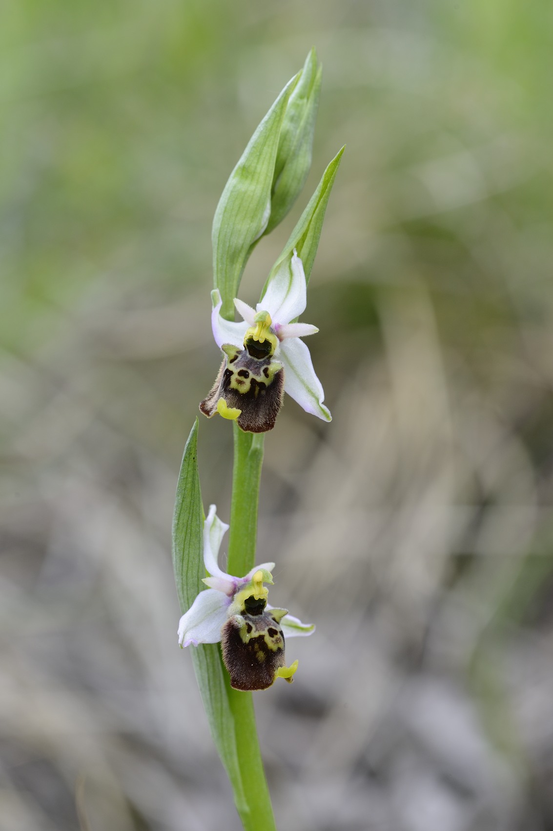 Ophrys holosericea / Ofride dei Fuchi